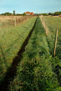 Footpath SD71 view towards Gildenhill Rd